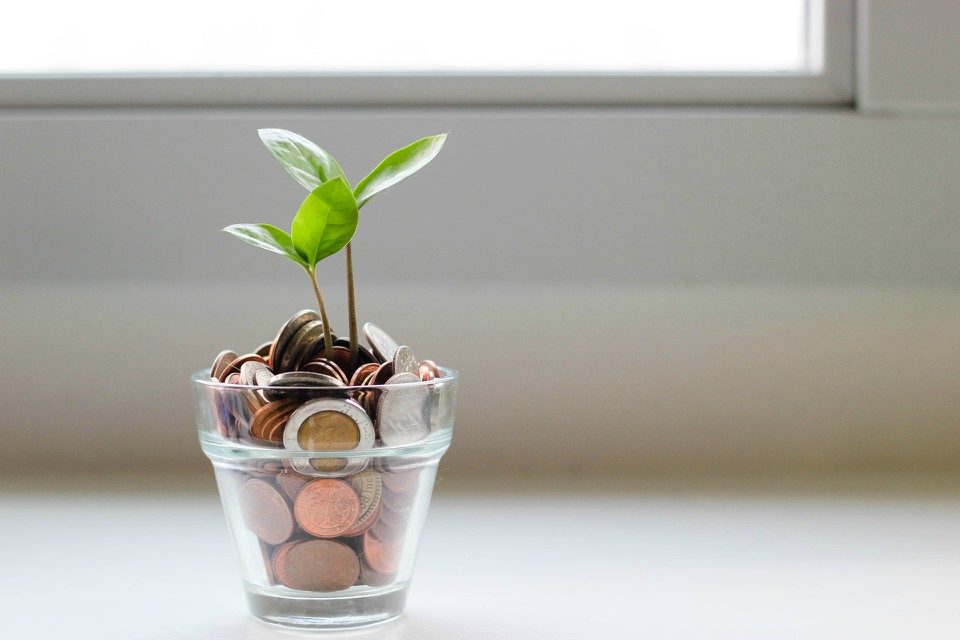 green plant in a clear glass cup